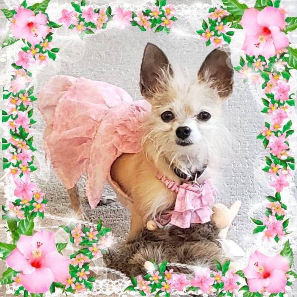 Meet your Posher, Diane